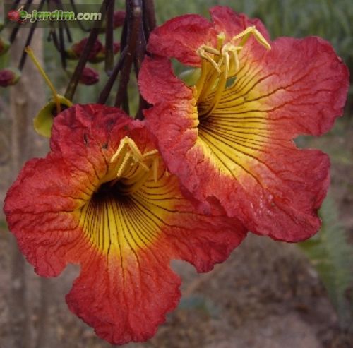Fernandoa magnifica / ipê-escarlate :: e-jardim
