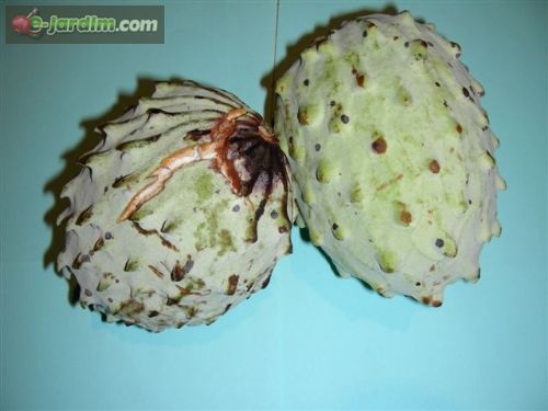 Annona macroprophyllata (=A. diversifolia) / ilama :: e-jardim