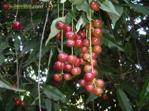 Prunus salicifolia / cereja-tropical ou capulim :: e-jardim