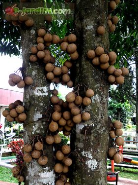 Stelechocarpus burahol / keppel :: e-jardim